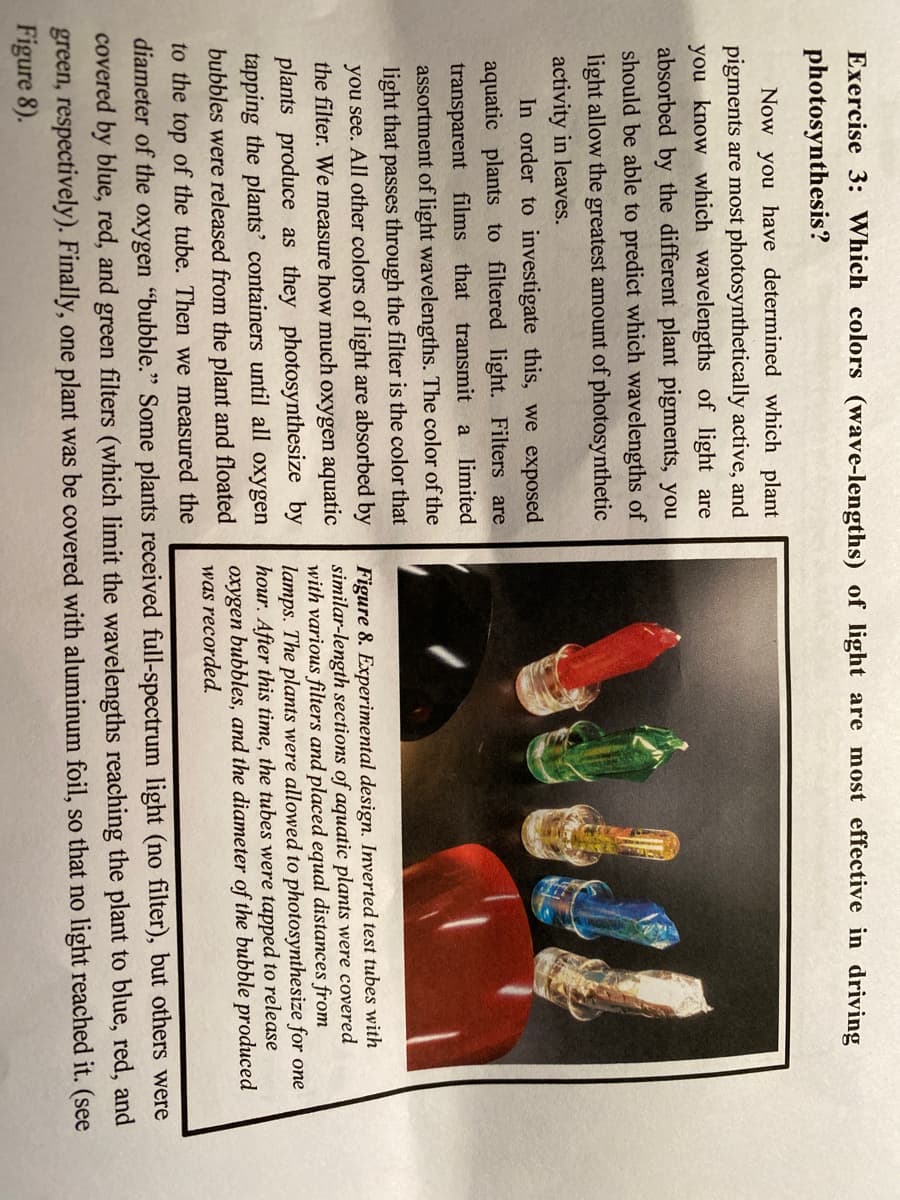 Exercise 3: Which colors (wave-lengths) of light are most effective in driving
photosynthesis?
Now you have determined which plant
pigments are most photosynthetically active, and
you know which wavelengths of light are
absorbed by the different plant pigments, you
should be able to predict which wavelengths of
light allow the greatest amount of photosynthetic
activity in leaves.
In order to investigate this, we exposed
aquatic plants to filtered light. Filters are
transparent films that transmit a
limited
assortment of light wavelengths. The color of the
light that passes through the filter is the color that
you see. All other colors of light are absorbed by
the filter. We measure how much oxygen aquatic
plants produce as they photosynthesize by
tapping the plants' containers until all oxygen
bubbles were released from the plant and floated
Figure 8. Experimental design. Inverted test tubes with
similar-length sections of aquatic plants were covered
with various filters and placed equal distances from
lamps. The plants were allowed to photosynthesize for one
hour. After this time, the tubes were tapped to release
oxygen bubbles, and the diameter of the bubble produced
was recorded.
to the top of the tube. Then we measured the
diameter of the oxygen "bubble." Some plants received full-spectrum light (no filter), but others were
covered by blue, red, and green filters (which limit the wavelengths reaching the plant to blue, red, and
green, respectively). Finally, one plant was be covered with aluminum foil, so that no light reached it. (see
Figure 8).
