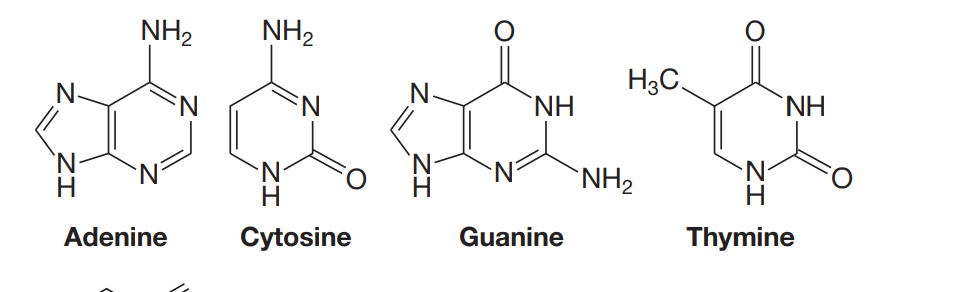 NH2
NH2
H3C.
NH
`NH
N.
`NH2
Adenine
Cytosine
Guanine
Thymine
