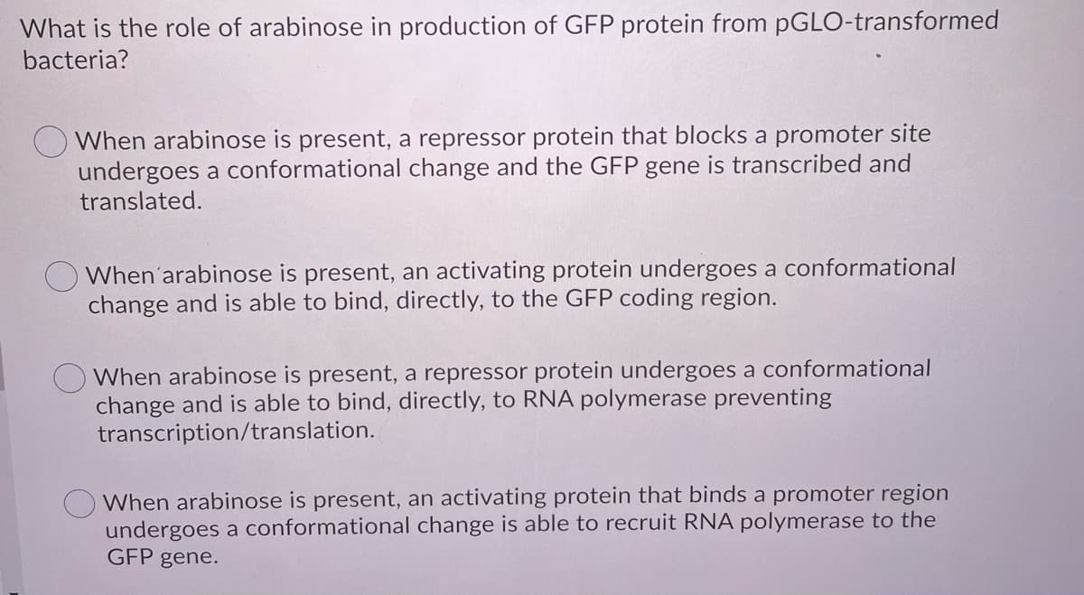 What is the role of arabinose in production of GFP protein from PGLO-transformed
bacteria?
When arabinose is present, a repressor protein that blocks a promoter site
undergoes a conformational change and the GFP gene is transcribed and
translated.
When'arabinose is present, an activating protein undergoes a conformational
change and is able to bind, directly, to the GFP coding region.
O When arabinose is present, a repressor protein undergoes a conformational
change and is able to bind, directly, to RNA polymerase preventing
transcription/translation.
When arabinose is present, an activating protein that binds a promoter region
undergoes a conformational change is able to recruit RNA polymerase to the
GFP gene.
