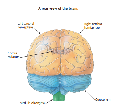 A rear view of the brain."
Left cerebral
hemisphere .
Right cerebral
hemisphere
Corpus
callosum
Cerebellum
Medulla oblongata .
