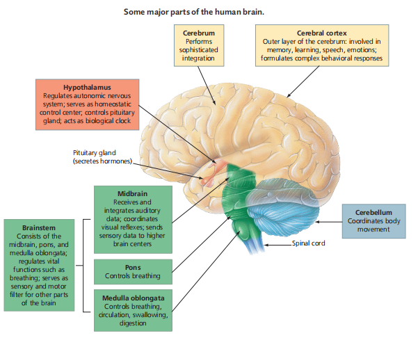 Some major parts of the human brain.
Cerebral cortex
Outer layer of the cerebrum: involved in
memory, learning, speech, emotions;
formulates complex behaviaral responses
Cerebrum
Performs
sophisticated
integration
Hypothalamus
Regulates autonomic nervous
system; serves as homeostatic
control center, controls pituitary
gland; acts as biological clock
Pituitary gland
(secretes hormones).
Midbrain
Receives and
integrates auditory
data; coordinates
visual reflexes; sends
sensory data to higher
brain centers
Cerebellum
Cordinates body
Brainstem
movement
Consists of the
Spinal cord
midbrain, pons, and
medulla oblongata;
regulates vital
functions such as
Pons
Contros breathing
breathing; serves as
sensory and motor
fil ter for other parts
of the brain
Medulla oblongata
Controls breathing,
circulation, swallowing,
digestion
