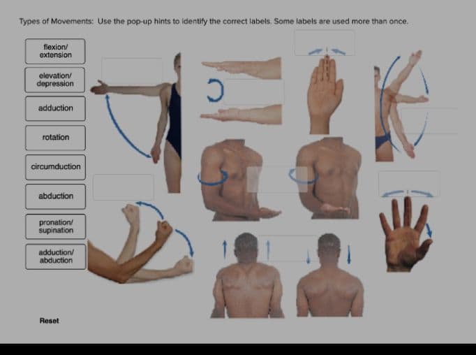 Types of Movements: Use the pop-up hints to identify the correct labels. Some labels are used more than once.
flexion/
extension
elevation/
depression
5
adduction
rotation
circumduction
abduction
pronation/
supination
adduction/
abduction
Reset