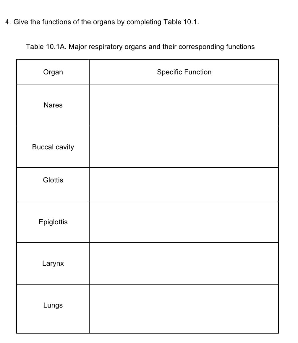 4. Give the functions of the organs by completing Table 10.1.
Table 10.1A. Major respiratory organs and their corresponding functions
Organ
Specific Function
Nares
Buccal cavity
Glottis
Epiglottis
Larynx
Lungs
