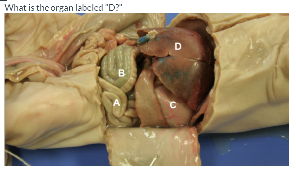 What is the organ labeled "D?"
D
B
C
