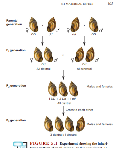 5.1 MATERNAL EFFECT
103
Parental
generation
DD
dd
dd
F, generation
Dd
Dd
All dextral
All sinistral
F2 generation
Males and females
1 DD : 2 Dd : 1 dd
All dextral
Cross to each other
F3 generation
Males and females
3 dextral :1 sinistral
E FIGURE 5.1 Experiment showing the inheri-
O+
