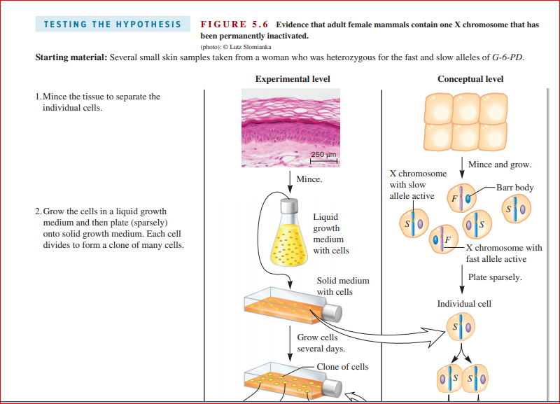 FIGURE 5.6 Evidence that adult female mammals contain one X chromosome that has
been permanently inactivated.
TESTING THE HYPOTHESIS
(photo): © Lutz Slomianka
Starting material: Several small skin samples taken from a woman who was heterozygous for the fast and slow alleles of G-6-PD.
Experimental level
Conceptual level
1.Mince the tissue to separate the
individual cells.
250 im
Mince and grow.
X chromosome
Mince.
with slow
-Barr body
allele active
2. Grow the cells in a liquid growth
medium and then plate (sparsely)
onto solid growth medium. Each cell
divides to form a clone of many cells.
Liquid
growth
medium
with cells
-X chromosome with
fast allele active
Solid medium
Plate sparsely.
with cells
Individual cell
Grow cells
several days.
Clone of cells
