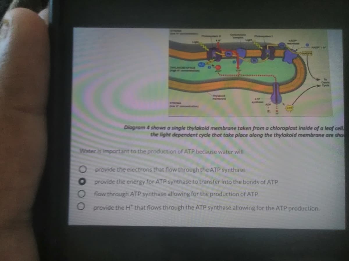 MAD
SPACE
Thyld
ATP
Diogram 4 shows a single thylakoid membrane taken from a chloroplast inside of a leaf cell
the light dependent cycle that take place along the thylakoid membrane are sho
Water is important to the production of ATP because water will
O provide the electrons that flow through the ATP synthase
Oprovide the energy for ATP synthase to transfer into the bonds of ATP.
flow through ATP synthase allowing for the production of ATP
O provide the H that flows through the ATP synthase allowing for the ATP production.
