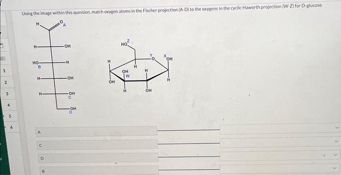 B
1
2
3
4
5
Using the image within this question, match oxygen atoms in the Fischer projection (A-D) to the oxygens in the cyclic Haworth projection (W-Z) for D-glucose.
Н-
HO
В
H
Н.
C
D
B
-OH
-Н
OH
OH
-OH
НО.
КЕЛ
Н
OH
W
OH
H
OH
OH