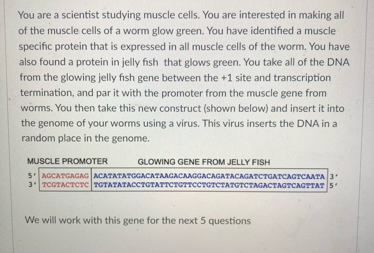 You are a scientist studying muscle cells. You are interested in making all
of the muscle cells of a worm glow green. You have identified a muscle
specific protein that is expressed in all muscle cells of the worm. You have
also found a protein in jelly fish that glows green. You take all of the DNA
from the glowing jelly fish gene between the +1 site and transcription
termination, and par it with the promoter from the muscle gene from
worms. You then take this new construct (shown below) and insert it into
the genome of your worms using a virus. This virus inserts the DNA in a
random place in the genome.
MUSCLE PROMOTER
GLOWING GENE FROM JELLY FISH
5 AGCATGAGAG ACATATATGGACATAAGACAAGGACAGATACAGATCTGATCAGTCAATA 3'
3'| ТCGTACТСТС TTАТАТАССТGTAТТСТGTTCСTGТСТАТGTCТAGACTAGTCAGTTAT 5 "
We will work with this gene for the next 5 questions
