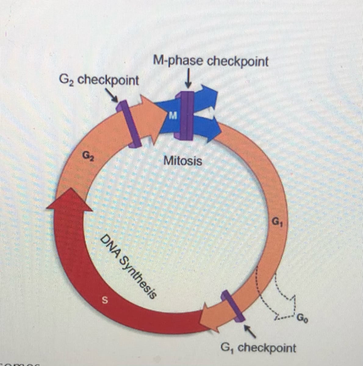 M-phase checkpoint
G2 checkpoint
M
G2
Mitosis
G1
Go
G, checkpoint
DNA Synthesis
