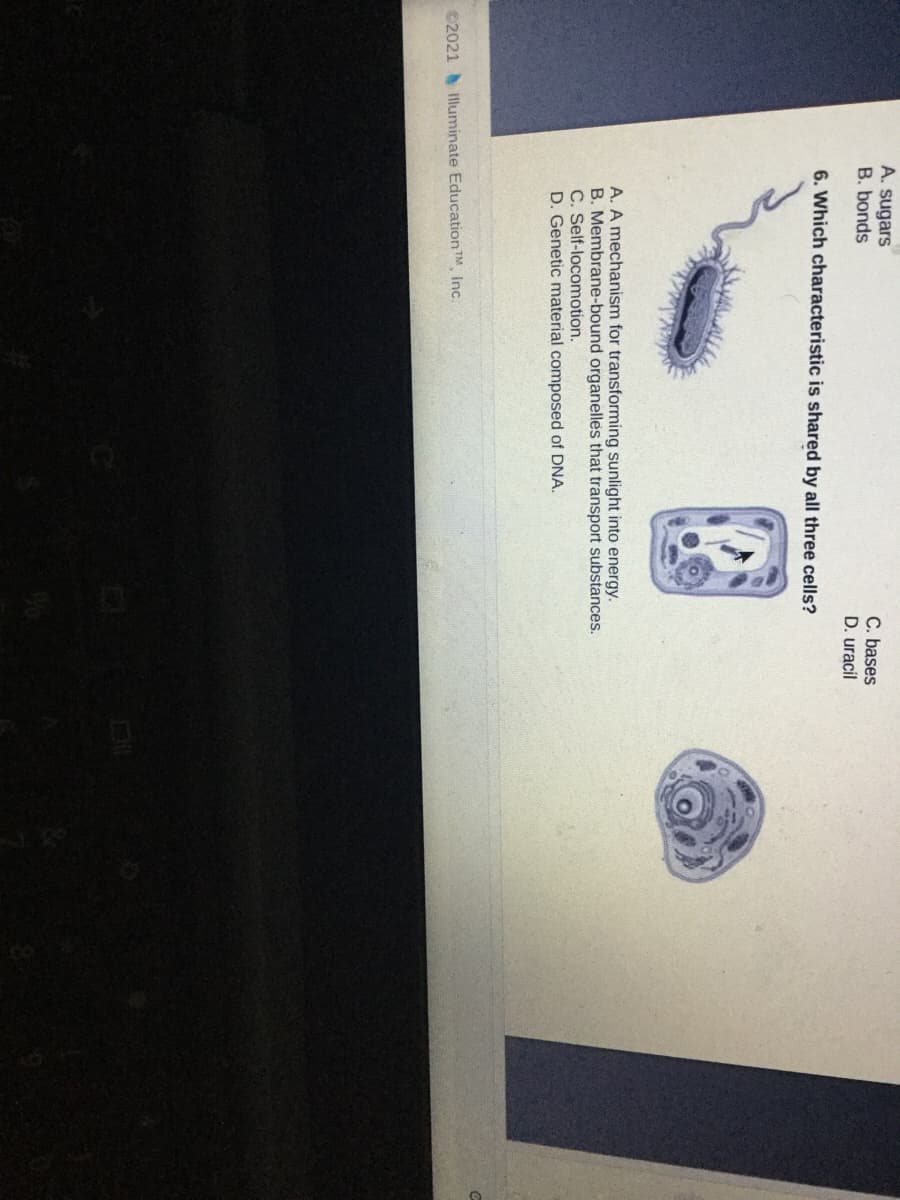 A. sugars
B. bonds
C. bases
D. uracil
6. Which characteristic is shared by all three cells?
A. A mechanism for transforming sunlight into energy.
B. Membrane-bound organelles that transport substances.
C. Self-locomotion.
D. Genetic material composed of DNA.
©2021 Illuminate EducationTM Inc.
