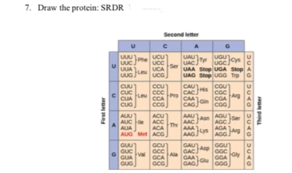 7. Draw the protein: SRDR
Second letter
A
UCU
UCC
UCA
UAU)
UUU
UUC
UUA Leu UCG
UUG
UGU
UGCys
Phe
UACTyr
UAA Stop UGA Stop A
Ser
UAG Stop UGG Trp G
CAUHS
CUU
CUC
CGU
CGC
CCU
CAC,
Pro
CAA
Arg
CGA
FLeu
CCA
CCG
CUA
CUG
CAGGin
CGG
AGU
AAU AS
AUU
AUC le
AUA
AUG Met ACG
ACU
ACC
ACA
Asn
Ser
AAC
The
AGC
AGA
AAA
AAGLys
AGG Arg
GUU
GUC
G.
Val
GUA
GUG
GCU
GCC
Ala
GCA
GGU
Asp
GGC
GAU
GACJ
GAA
GAG
Gly
GGA
GCG
GGG
First letter
Third letter
