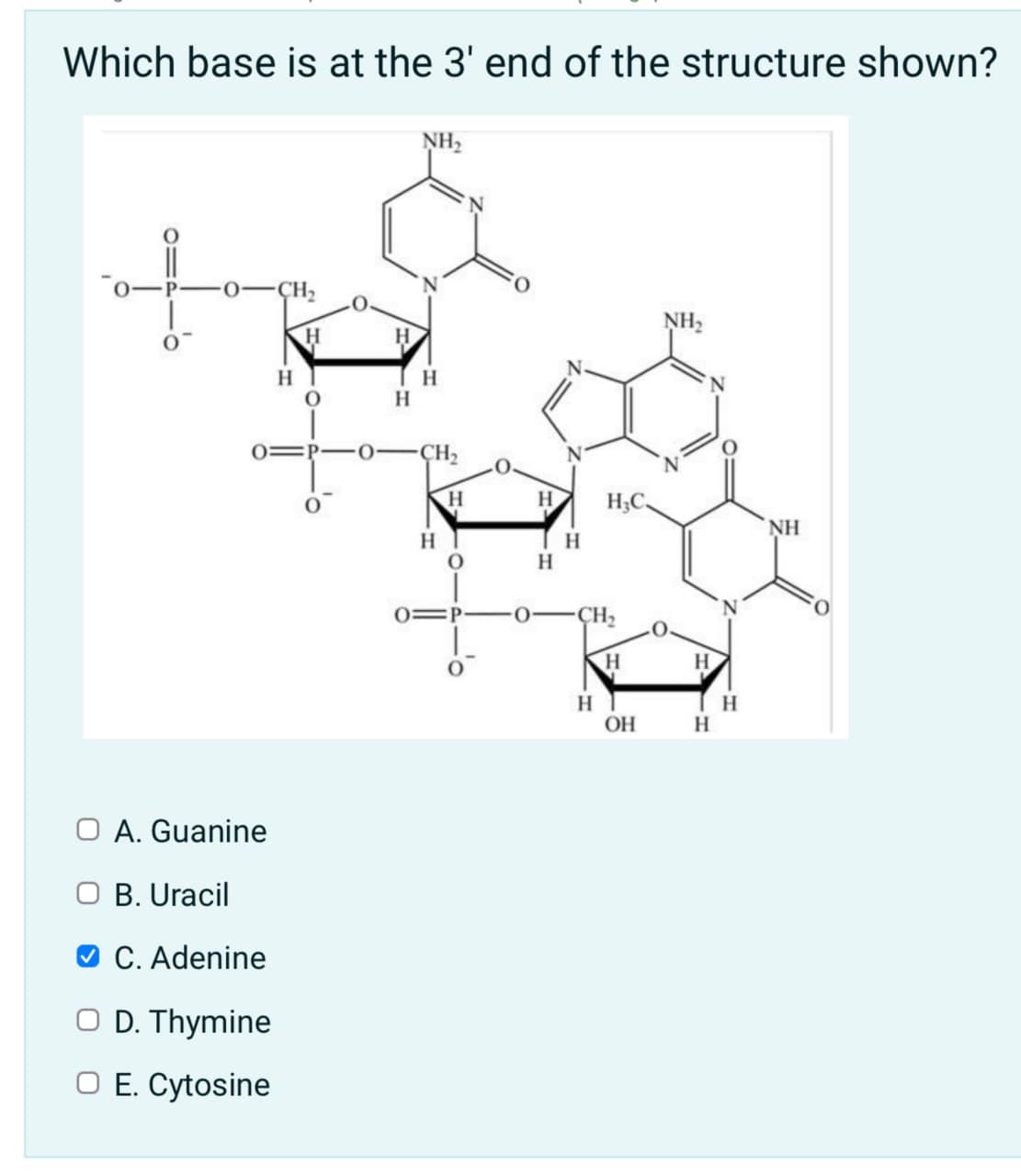 Which base is at the 3' end of the structure shown?
NH₂
H
O A. Guanine
B. Uracil
C. Adenine
O D. Thymine
O E. Cytosine
H
NH₂
H
0
H
0 CH₂
O.
0
H
H
H₂C.
NH
H
H
O
H
0=
0-
CH₂
H
H
H
H
OH
H