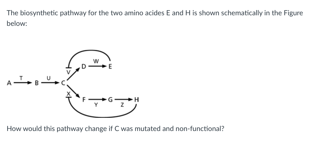 The biosynthetic pathway for the two amino acides E and H is shown schematically in the Figure
below:
A
W
E
2
Z
H
How would this pathway change if C was mutated and non-functional?