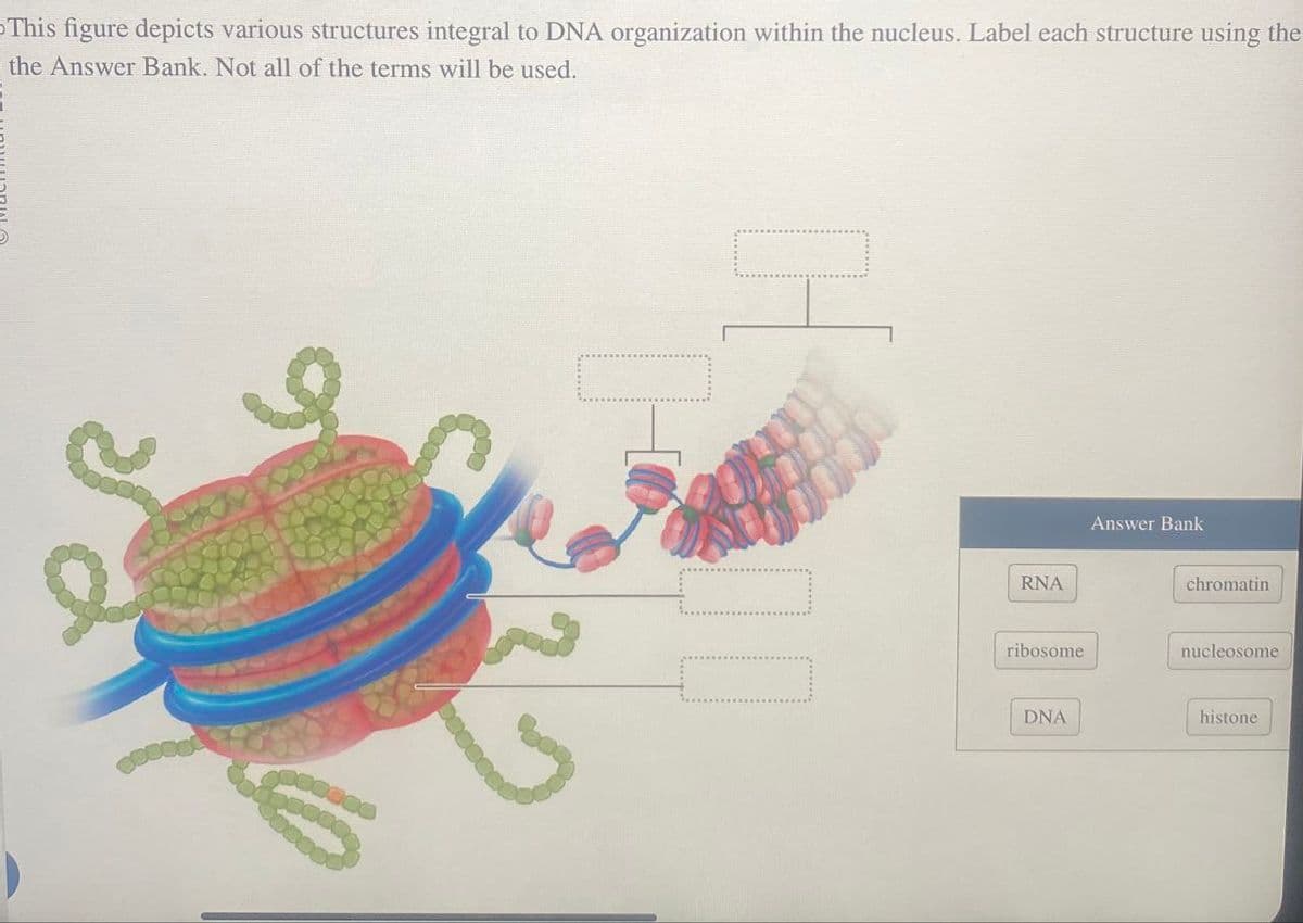 This figure depicts various structures integral to DNA organization within the nucleus. Label each structure using the
the Answer Bank. Not all of the terms will be used.
RNA
Answer Bank
chromatin
ribosome
nucleosome
DNA
histone