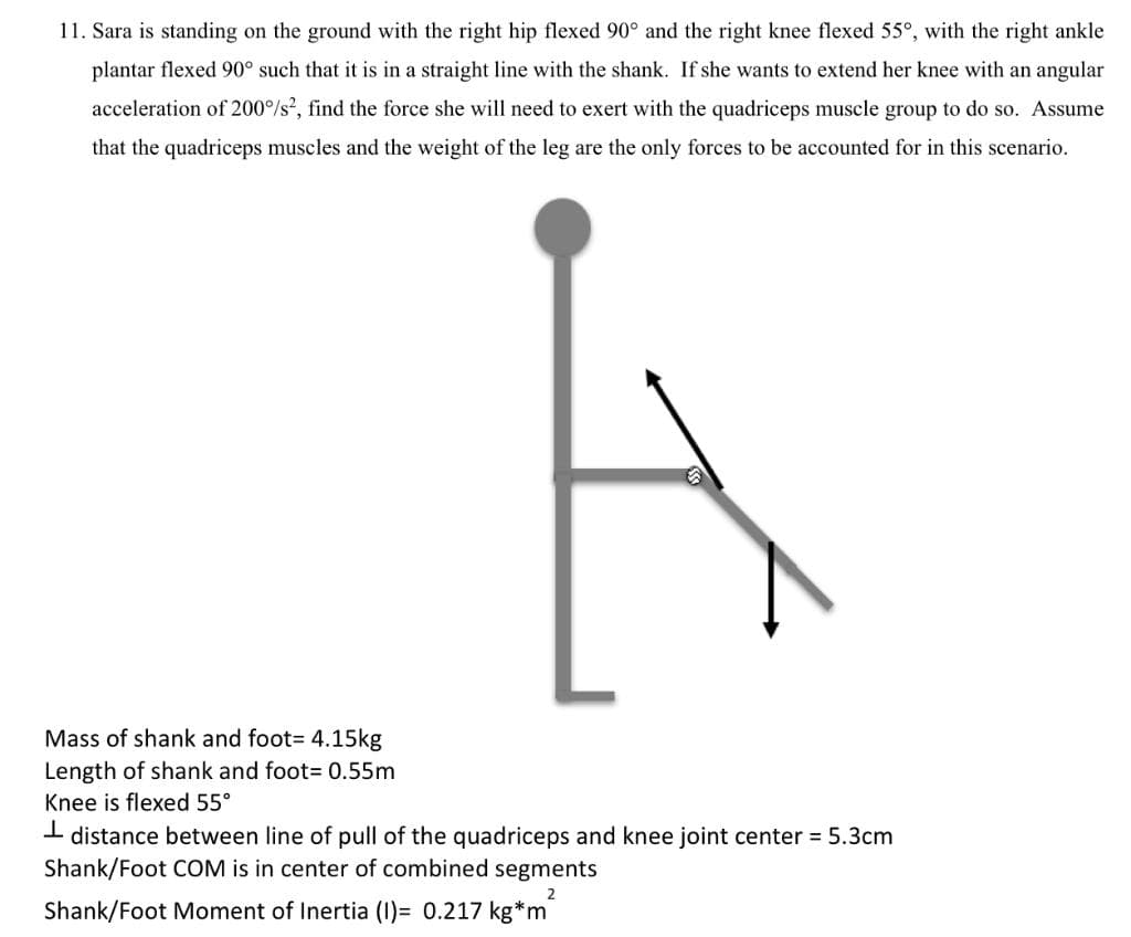 11. Sara is standing on the ground with the right hip flexed 90° and the right knee flexed 55°, with the right ankle
plantar flexed 90° such that it is in a straight line with the shank. If she wants to extend her knee with an angular
acceleration of 200%/s², find the force she will need to exert with the quadriceps muscle group to do so. Assume
that the quadriceps muscles and the weight of the leg are the only forces to be accounted for in this scenario.
Mass of shank and foot= 4.15kg
Length of shank and foot= 0.55m
Knee is flexed 55°
t
distance between line of pull of the quadriceps and knee joint center = 5.3cm
Shank/Foot COM is in center of combined segments
2
Shank/Foot Moment of Inertia (1)= 0.217 kg*m