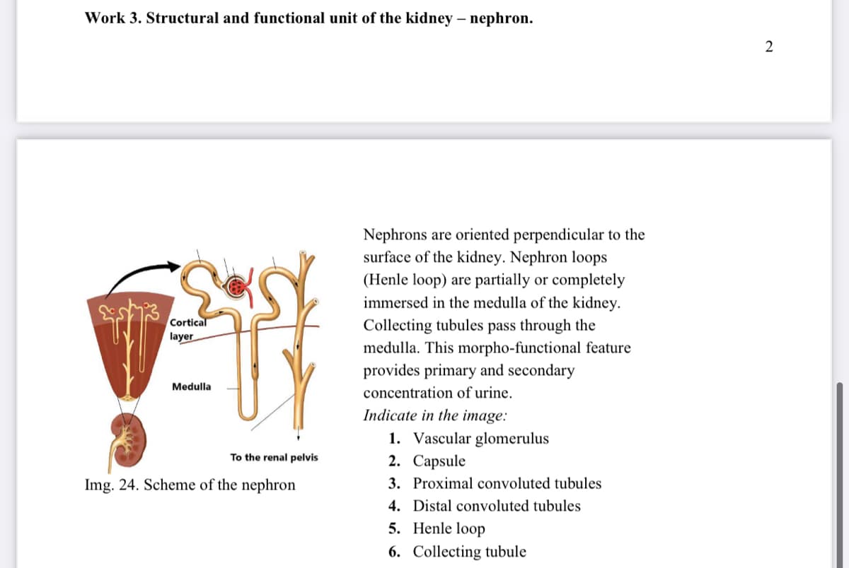 Work 3. Structural and functional unit of the kidney – nephron.
Nephrons are oriented perpendicular to the
surface of the kidney. Nephron loops
(Henle loop) are partially or completely
immersed in the medulla of the kidney.
Cortical
Collecting tubules pass through the
medulla. This morpho-functional feature
provides primary and secondary
layer
Medulla
concentration of urine.
Indicate in the image:
1. Vascular glomerulus
2. Capsule
To the renal pelvis
Img. 24. Scheme of the nephron
3. Proximal convoluted tubules
4. Distal convoluted tubules
5. Henle loop
6. Collecting tubule
