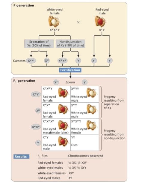 P generation
White-eyed
female
Red-eyed
male
X"X"Y
х*Y
Separation of
Xs (90% of time)
Nondisjunction
of Xs (10% of time)
Gametes x"Y
Fertilization
F, generation
Sperm
x*X"Y
XYY
x*Y
Red-eyed
female
White-eyed
male
Progeny
resulting from
separation
of Xs
Red-eyed
female
White-eyed
male
X"X"Y
X*X"xw
Red-eyed
metafemale (dies) female
x*Y
White-eyed
Progeny
resulting from
nondisjunction
YY
Red-eyed
male
Dies
F, flies
Red-eyed females V2 XX, V2 XXY
White-eyed males XY, V½ XY
Results
Chromosomes observed
White-eyed females XY
Red-eyed males
XY
