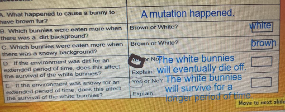 A. What happened to cause a bunny to
have brown fur?
A mutation happened.
B. Which bunnies were eaten more when
there was a dirt background?
white
Brown or White?
C. Which bunnies were eaten more when
Brown or White?
prown
there was a snowy background?
or NoPhe white bunnies
Explain: Will eventually die off.
Yes or No? The white bunnies
will survive for a
tonger period of time.
D. If the environment was dirt for an
extended period of time, does this affect
the survival of the white bunnies?
E. If the environment was snowy for an
extended period of time, does this affect
the survival of the white bunnies?
Explain
Move to next slide
