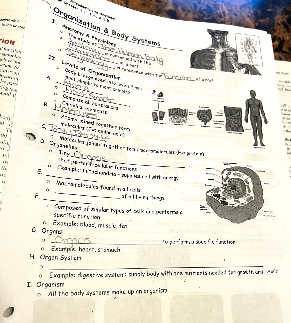 define life?
= to the charac
TION
d function
about ho
zether and
icture fit
and coor
discoveri
ler parts
ring leve
stand th
body
al le
ΤΙ
00
ding
ed a
m
in
th
nd
is
re
F.
C.
E.
A.
O
O
Introduction to Anatomy
Chapter 1.1, 1.4, & 1.5
Organization & Body Systems
Anatomy & Physiology
The study of The Human Body
Anatomy is concerned with the
Structure
II. Levels of Organization
Physiology
of a part
is concerned with the Function of a part
I.
O
O
B. Molecules
D. Organelles
O
O
O
O
Body is organized into levels from
most simple to most complex
Atoms
Most Simple
Compose all substances
Chemical elements
Atoms joined together form
molecules (Ex: amino acid)
Poly Peptide
Molecules joined together form macromolecules (Ex: protein)
G. Organs
Macromolecules found in all cells
Tiny Organs
that perform cellular functions
Example: mitochondria - supplies cell with energy
Organs
o Example: heart, stomach
H. Organ System
Composed of similar types of cells and performs a
specific function
O Example: blood, muscle, fat
Cellular level
Mond
I. Organism
Tisque level
of all living things.
Organ level
All the body systems make up an organism
Rough
ng
to perform a specific function
Organ system level
(
112
Organismal level
C Com
Plasma Mambe
the Body
Example: digestive system: supply body with the nutrients needed for growth and repair
care able
hone, nes
and func
cell is
p in the
tissue
gether
functi
ds of
@ the
thel
int
to
1
1.