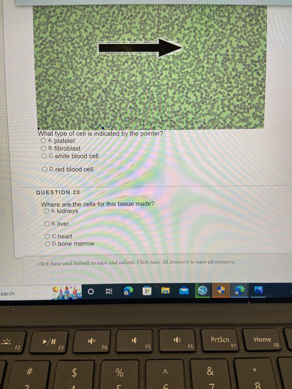 earch
F2
#
What type of cell is indicated by the pointer?
O A. platelet
OB. fibroblast
OC. white blood cell
O D. red blood cell
QUESTION 20
Where are the cells for this tissue made?
O A. kidneys
O B. liver
O C. heart
O D. bone marrow
Click Save and Submit to save and submit. Click Save All Answers to save all answers.
/11
F3
Oi
F4
%
10
F5
C
^
1()
F6
S
PrtScn
&
N
F7
Home
*
F8