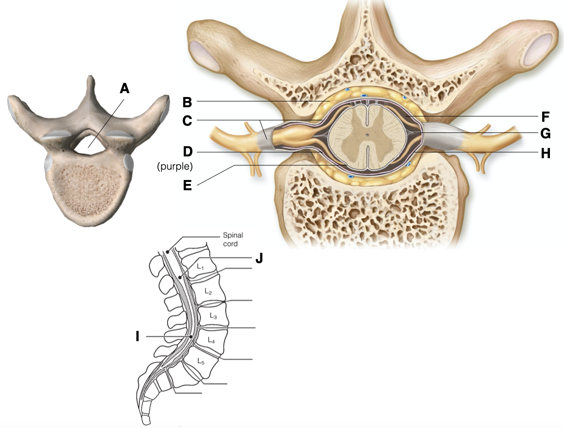 (purple)
Spinal
cord
La
