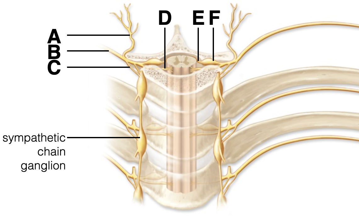 D. EF
A
sympathetic-
chain
ganglion
