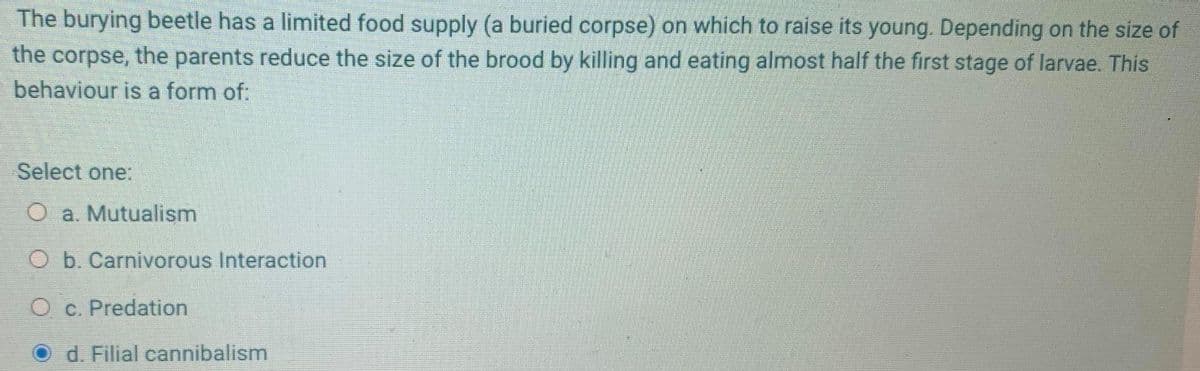 The burying beetle has a limited food supply (a buried corpse) on which to raise its young. Depending on the size of
the corpse, the parents reduce the size of the brood by killing and eating almost half the first stage of larvae. This
behaviour is a form of:
Select one:
O a. Mutualism
O b. Carnivorous Interaction
O c. Predation
d. Filial cannibalism
