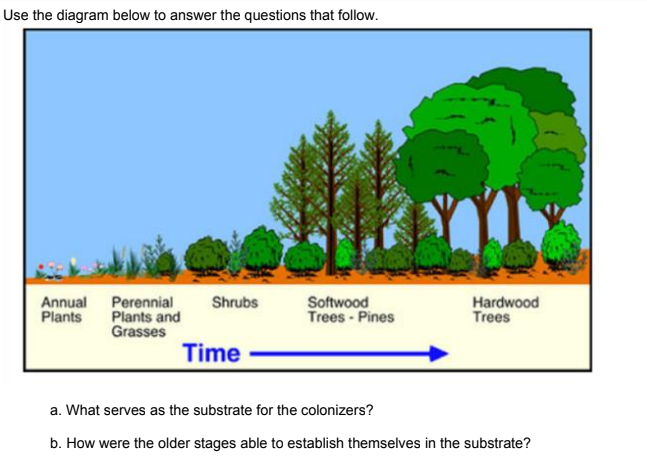 Use the diagram below to answer the questions that follow.
Annual Perennial
Plants and
Grasses
Shrubs
Softwood
Trees - Pines
Hardwood
Trees
Plants
Time
a. What serves as the substrate for the colonizers?
b. How were the older stages able to establish themselves in the substrate?
