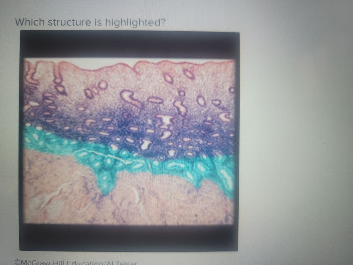 Which structure is highlighted?
000
©McGraw
Hill Education(AL Telser
