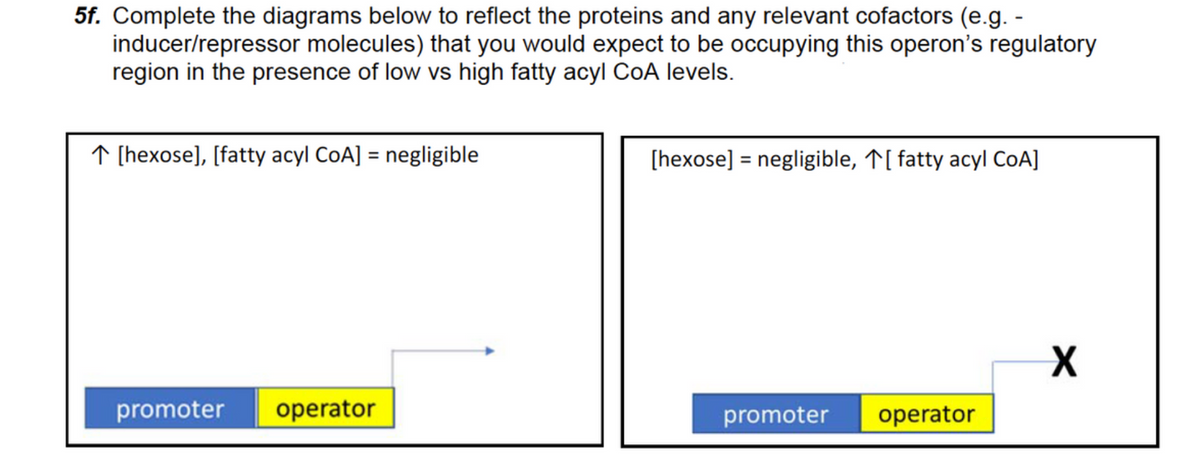 5f. Complete the diagrams below to reflect the proteins and any relevant cofactors (e.g. -
inducer/repressor molecules) that you would expect to be occupying this operon's regulatory
region in the presence of low vs high fatty acyl CoOA levels.
↑ [hexose], [fatty acyl CoA] = negligible
[hexose] = negligible, T[ fatty acyl CoA]
%3D
promoter
operator
promoter
operator
