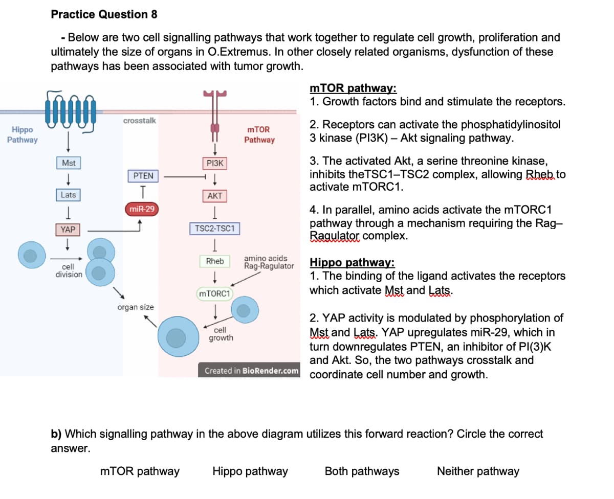 Practice Question 8
- Below are two cell signalling pathways that work together to regulate cell growth, proliferation and
ultimately the size of organs in O.Extremus. In other closely related organisms, dysfunction of these
pathways has been associated with tumor growth.
mTOR pathway:
1. Growth factors bind and stimulate the receptors.
crosstalk
Hippo
Pathway
2. Receptors can activate the phosphatidylinositol
3 kinase (PI3K) – Akt signaling pathway.
MTOR
Pathway
-
3. The activated Akt, a serine threonine kinase,
inhibits theTSC1–TSC2 complex, allowing Rheb to
activate mTORC1.
Mst
РІЗК
PTEN
Lats
АКТ
4. In parallel, amino acids activate the mTORC1
pathway through a mechanism requiring the Rag-
ator con
miR-29
YAP
TSC2-TSC1
lex.
amino acids
Rag-Ragulator
Hippo pathway:
1. The binding of the ligand activates the receptors
which activate Mst and Lats.
Rheb
cell
division
MTORC1
organ size
2. YAP activity is modulated by phosphorylation of
Mst and Lats. YAP upregulates miR-29, which in
turn downregulates PTEN, an inhibitor of PI(3)K
and Akt. So, the two pathways crosstalk and
cell
growth
Created in BioRender.com cordinate cell number and growth.
b) Which signalling pathway in the above diagram utilizes this forward reaction? Circle the correct
answer.
MTOR pathway
Hippo pathway
Both pathways
Neither pathway
