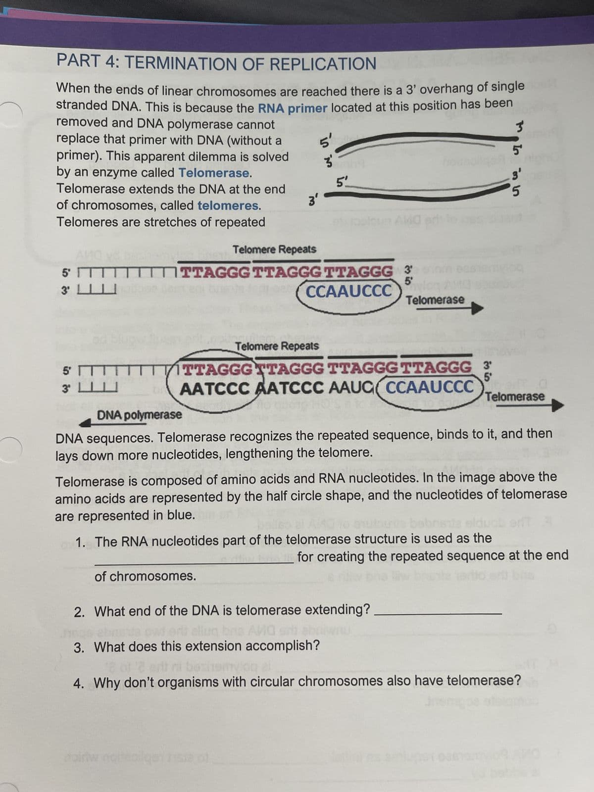 PART 4: TERMINATION OF REPLICATION
When the ends of linear chromosomes are reached there is a 3' overhang of single
stranded DNA. This is because the RNA primer located at this position has been
removed and DNA polymerase cannot
replace that primer with DNA (without a
primer). This apparent dilemma is solved
by an enzyme called Telomerase.
Telomerase extends the DNA at the end
of chromosomes, called telomeres.
Telomeres are stretches of repeated
And yd
5 ITT
3¹
5 TTTTT
3¹ LL
3'
is in
35mming
5'
Telomere Repeats
TITTAGGG TTAGGG TTAGGG 3
5'
CCAAUCCC
of chromosomes.
Telomerase
3
Telomere Repeats
5⁰
VITTAGGGTTAGGG TTAGGG TTAGGG 3
AATCCC AATCCC AAUG( CCAAUCCC 9.0
Telomerase
1. The RNA nucleotides part of the telomerase structure is used as the
In ins
DNA polymerase
DNA sequences. Telomerase recognizes the repeated sequence, binds to it, and then
lays down more nucleotides, lengthening the telomere.
3'
Telomerase is composed of amino acids and RNA nucleotides. In the image above the
amino acids are represented by the half circle shape, and the nucleotides of telomerase
are represented in blue.
2.
What end of the DNA is telomerase extending?
orü ellug brs AMO erb
sh
na AVO erb abriwnu
3. What does this extension accomplish?
for creating the repeated sequence at the end
Hiw
18 of 2
beshemylog el
4. Why don't organisms with circular chromosomes also have telomerase?