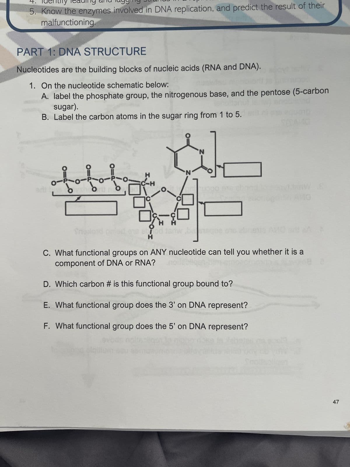 5. Know the enzymes involved in DNA replication, and predict the result of their
malfunctioning.
PART 1: DNA STRUCTURE
Nucleotides are the building blocks of nucleic acids (RNA and DNA).
1. On the nucleotide schematic below:
A. label the phosphate group, the nitrogenous base, and the pentose (5-carbon
sugar).
B. Label the carbon atoms in the sugar ring from 1 to 5.
0-²-0-²-0--
hon
t
ori s
H
I.
-H
N
'N
od isnw begee 976 eb
H
10
BA
C. What functional groups on ANY nucleotide can tell you whether it is a
component of DNA or RNA?
D. Which carbon # is this functional group bound to?
E. What functional group does the 3' on DNA represent?
F. What functional group does the 5' on DNA represent?
18
47