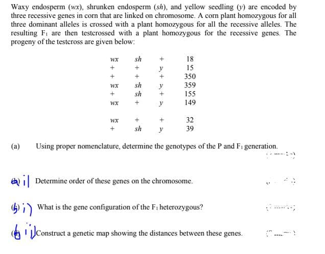 Waxy endosperm (wx), shrunken endosperm (sh), and yellow seedling (y) are encoded by
three recessive genes in corn that are linked on chromosome. A corn plant homozygous for all
three dominant alleles is crossed with a plant homozygous for all the recessive alleles. The
resulting F, are then testerossed with a plant homozygous for the recessive genes. The
progeny of the testcross are given below:
wx
sh
18
+
y
15
350
WX
sh
y
359
sh
155
wx
+
y
149
WX
32
sh
y
39
(a)
Using proper nomenclature, determine the genotypes of the P and Fi generation.
a il Determine order of these genes on the chromosome.
4i) What is the gene configuration of the F1 heterozygous?
Construct a genetic map showing the distances between these genes.
