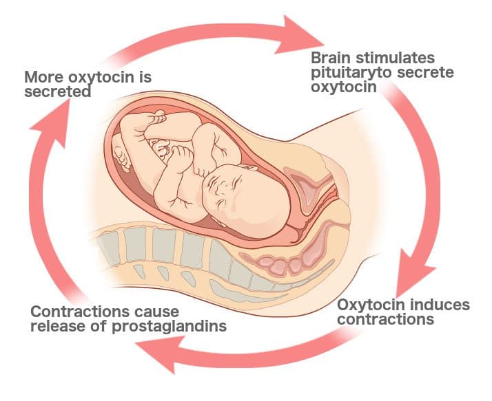 More oxytocin is
secreted
Brain stimulates
pituitaryto secrete
oxytocin
Contractions cause
release of prostaglandins
Oxytocin induces
contractions
