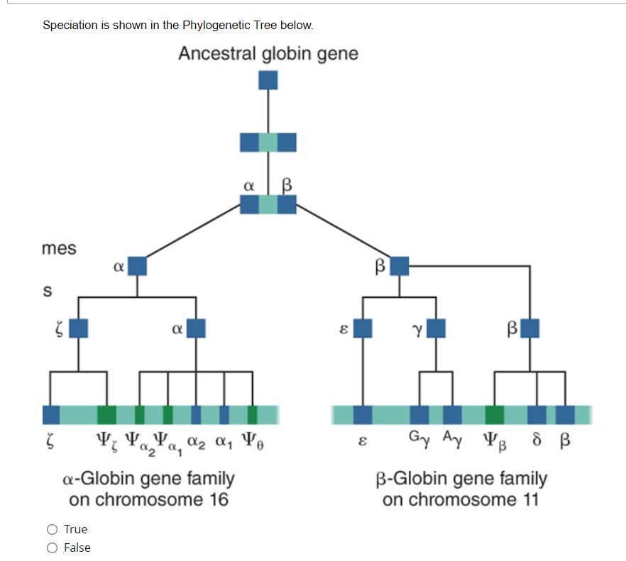 Speciation is shown in the Phylogenetic Tree below.
Ancestral globin gene
α
mes
α
S
B
V YaYa, ¤2 a, Vo
Gy Ay VB Ô ß
a-Globin gene family
on chromosome 16
B-Globin gene family
on chromosome 11
True
O False
