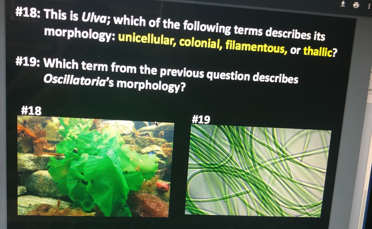 #18: This is Ulva; which of the following terms describes its
morphology: unicellular, colonial, filamentous, or thallic?
#19: Which term from the previous question describes
Oscillatoria's morphology?
#18
#19
