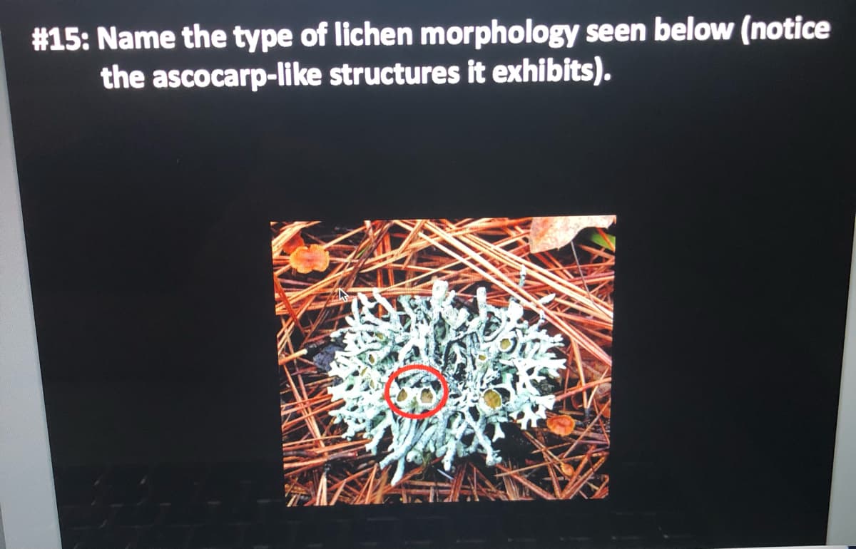 #15: Name the type of lichen morphology seen below (notice
the ascocarp-like structures it exhibits).
