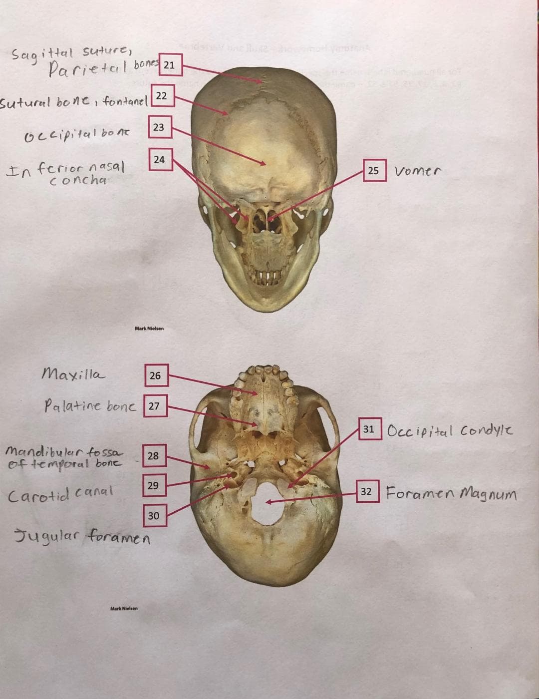 Sag ittal suture,
Parietal bones 21
22
Sutural bone, fontanell
23
Occipital bo ne
24
In ferior nasal
concha
25
Vomer
Mark Nielsen
Maxilla
26
Palatine bone 27
31 Occipital condyle
Mandibular tossa
of temporal bone
28
29
Carotid canal
32 Foramen Magnum
30
Jugular foramen
Mark Nielsen
