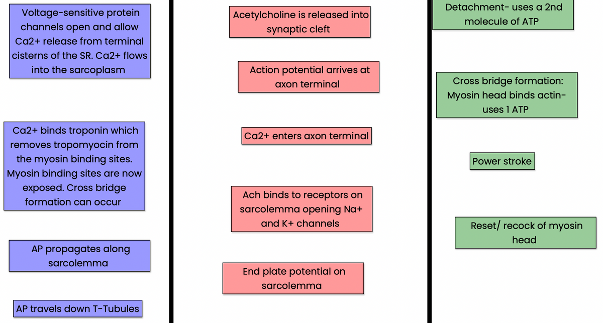 Detachment- uses a 2nd
Voltage-sensitive protein
Acetylcholine is released into
molecule of ATP
channels open and allow
synaptic cleft
Ca2+ release from terminal
cisterns of the SR. Ca2+ flows
into the sarcoplasm
Action potential arrives at
axon terminal
Cross bridge formation:
Myosin head binds actin-
uses 1 ATP
Ca2+ binds troponin which
Ca2+ enters axon terminal
removes tropomyocin from
the myosin binding sites.
Myosin binding sites are now
Power stroke
exposed. Cross bridge
formation can occur
Ach binds to receptors on
sarcolemma opening Na+
and K+ channels
Reset/ recock of myosin
head
AP propagates along
sarcolemma
End plate potential on
sarcolemma
AP travels down T-Tubules
