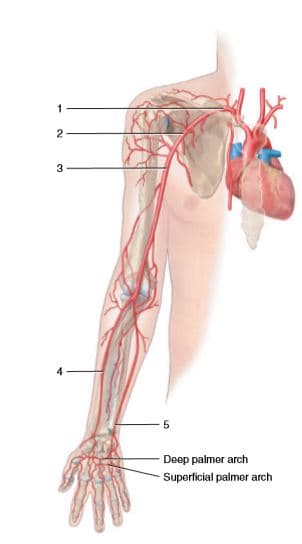 1
3
5.
Deep palmor arch
Superficial palmer arch
