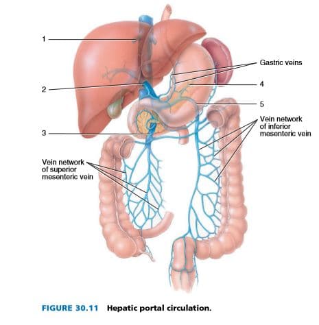 Gastric veins
5
Vein network
of inferior
mesenteric vein
3
Vein network
of superior
mesenteric vein
FIGURE 30.11 Hepatic portal circulation.
2.
