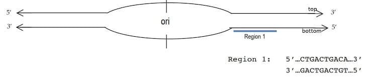 top
3'
ori
3"
5"
bottom-
Region 1
Region 1:
5'.CTGACTGACA.3'
3'.GACTGACTGT.5
in
