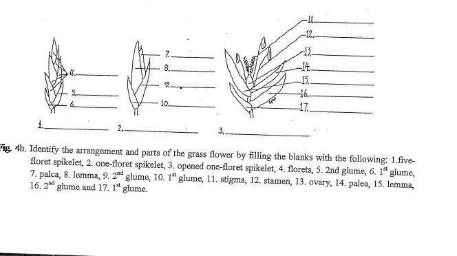 -12.
7.
14.
8.
14.
-15.
2.
-16.
10.
17.
2.
Fig 4b. Identify the arrangement and parts of the grass flower by filling the blanks with the following: 1.five-
floret spikelet, 2. one-floret spikelet, 3. opened one-floret spikelet, 4. florets, 5. 2nd glume, 6. 1ª glume,
7. palca, 8. lemma, 9. 2nd glume, 10. 1ª glume, 11. stigma, 12. stamen, 13. ovary, 14. palea, 15. lemma,
16. 2nd ghume and 17. 1" giume.
