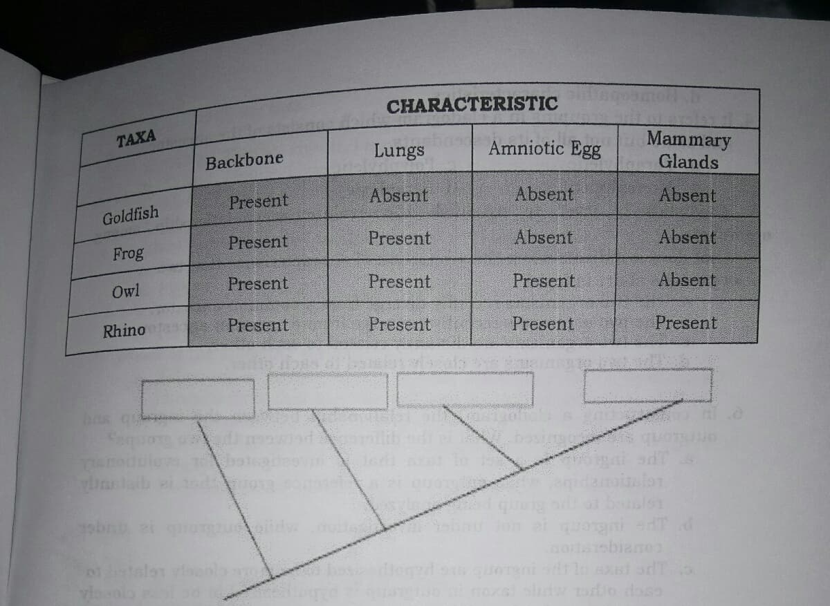 CHARACTERISTIC
TAXA
Mammary
Glands
Backbone
Lungs
Amniotic Egg
Present
Absent
Absent
Absent
Goldfish
Present
Present
Absent
Absent
Frog
Owl
Present
Present
Present
Absent
Rhinota
Present
Present
Present
Present
bas
tegrd
nozal slidw odio doso
