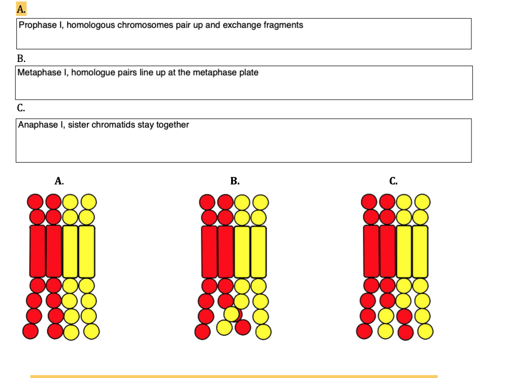 А.
Prophase I, homologous chromosomes pair up and exchange fragments
В.
Metaphase I, homologue pairs line up at the metaphase plate
С.
Anaphase I, sister chromatids stay together
А.
В.
С.
