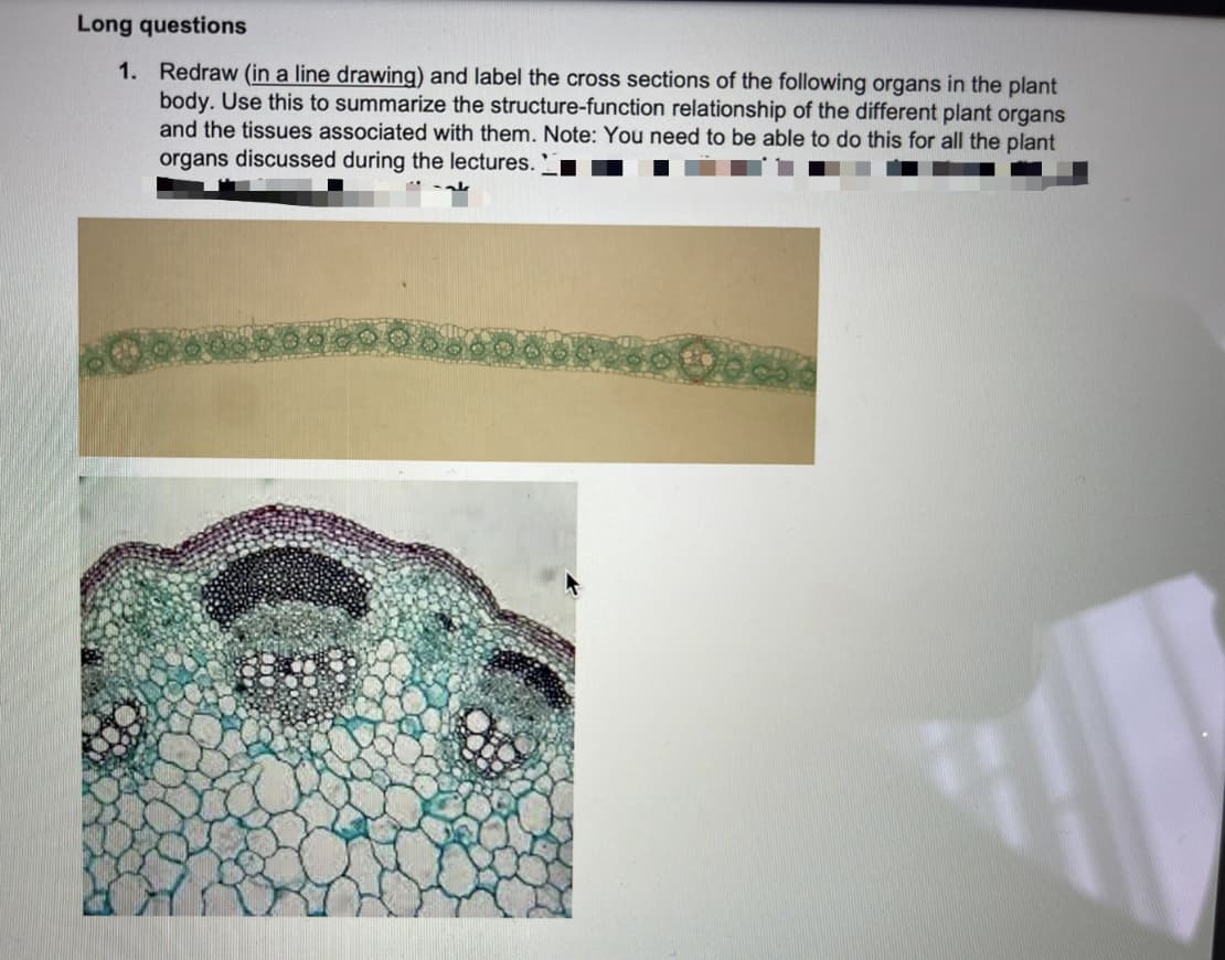 Long questions
1. Redraw (in a line drawing) and label the cross sections of the following organs in the plant
body. Use this to summarize the structure-function relationship of the different plant organs
and the tissues associated with them. Note: You need to be able to do this for all the plant
organs discussed during the lectures.
