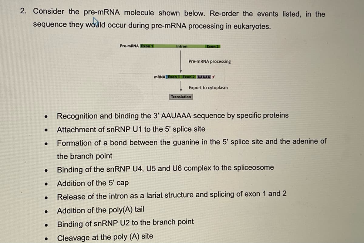 2. Consider the pre-mRNA molecule shown below. Re-order the events listed, in the
sequence they would occur during pre-mRNA processing in eukaryotes.
Pre-MRNA Exon 1
Intron
Exon 2
Pre-MRNA processing
MRNA Exon1 Exon 2 AAAAA 3
Export to cytoplasm
Translation
Recognition and binding the 3' AAUAAA sequence by specific proteins
Attachment of snRNP U1 to the 5' splice site
Formation of a bond between the guanine in the 5' splice site and the adenine of
the branch point
Binding of the snRNP U4, U5 and U6 complex to the spliceosome
Addition of the 5' cap
Release of the intron as a lariat structure and splicing of exon 1 and 2
Addition of the poly(A) tail
Binding of snRNP U2 to the branch point
Cleavage at the poly (A) site
