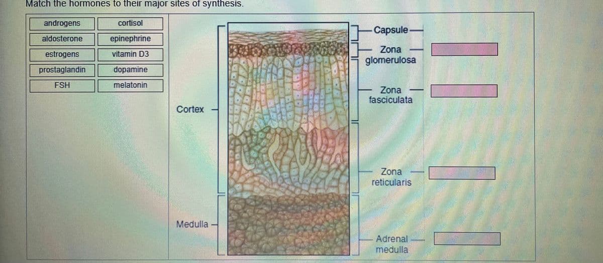 Match the hormones to their major sites of synthesis.
androgens
cortisol
Capsule
aldosterone
epinephrine
Zona
estrogens
vitamin D3
glomerulosa
prostaglandin
dopamine
FSH
melatonin
Zona
fasciculata
Cortex
Zona
reticularis
Medulla
Adrenal
medulla,
